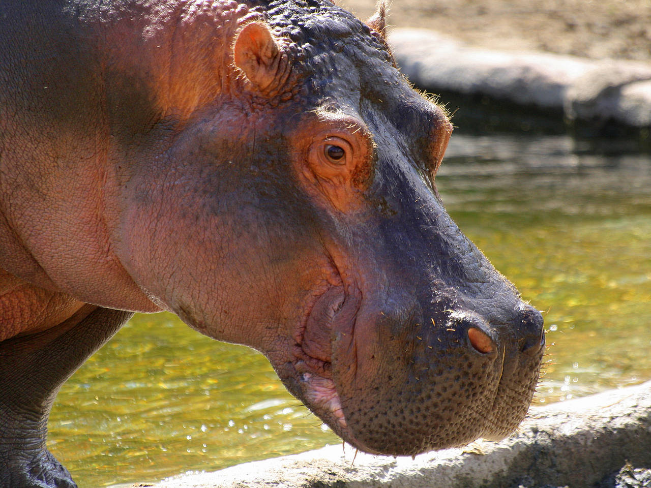 Zoo Kopenhagen Fotos