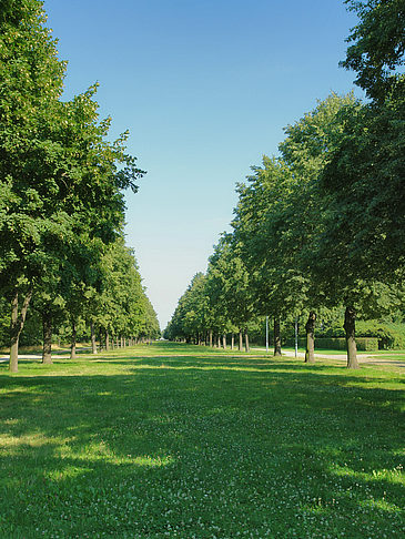 Wiese mit Bäumen