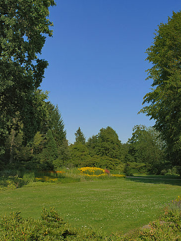 Wiese mit Bäumen
