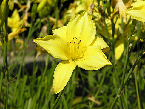 Planten un Blomen - Wiese am Parksee