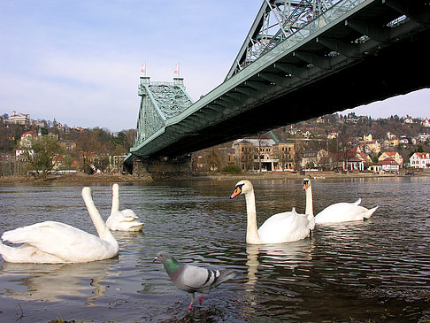 Foto Blaues Wunder - Dresden