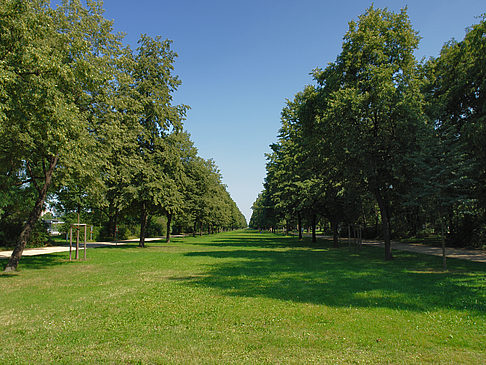 Foto Wiese - Dresden