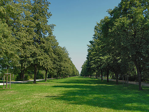 Wiese