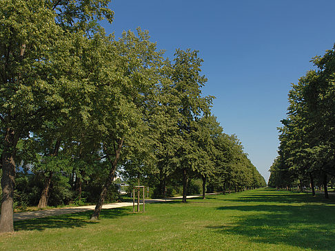 Fotos Wiese | Dresden
