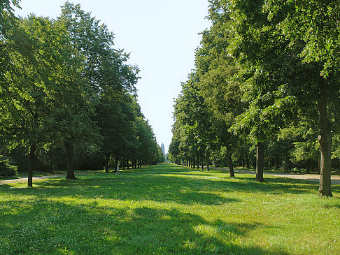 Foto Wiese mit Bäumen - Dresden
