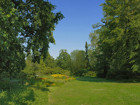 Foto Wiese mit Bäumen - Dresden