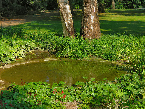Wiese mit Bäumen Foto 