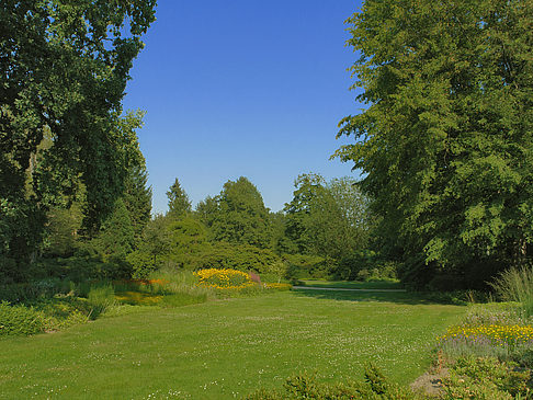 Wiese mit Bäumen Fotos