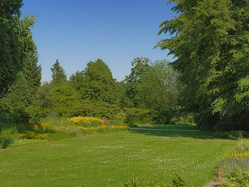Wiese mit Bäumen Foto 