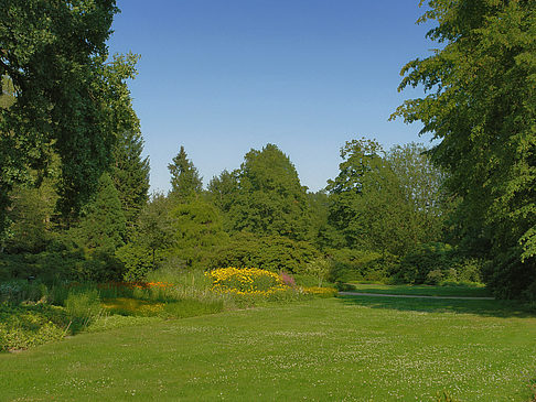 Fotos Wiese mit Bäumen