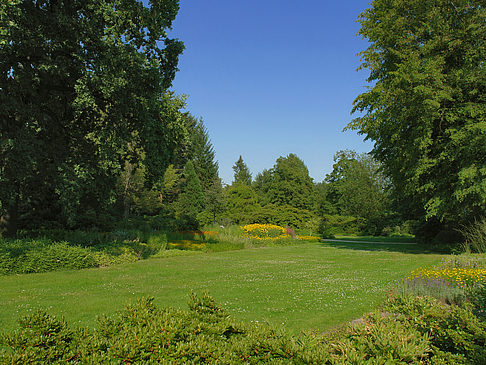 Wiese mit Bäumen Fotos
