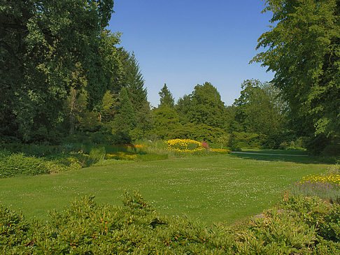 Wiese mit Bäumen