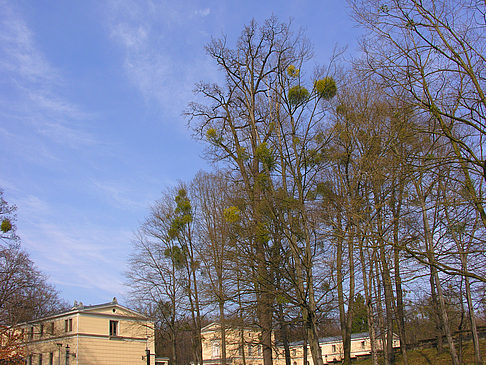 Fotos Schloss Albrechtsberg | Dresden
