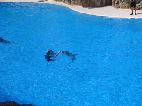 Foto Loro Parque